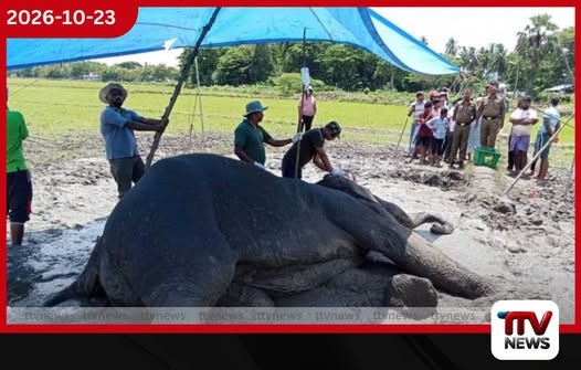 සමන්තුරේ රෝගාතුරව ඇදවැටුණු වන අලියාගේ ජිවිතේ බේරගන්න දිවා රෑ නොබලා මෙහෙයුමක්