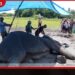 සමන්තුරේදී රෝගාතුර වූ වන අලියාගේ ජීවිතය බේරාගැනීමට අඛණ්ඩ ප්‍රතිකාර
