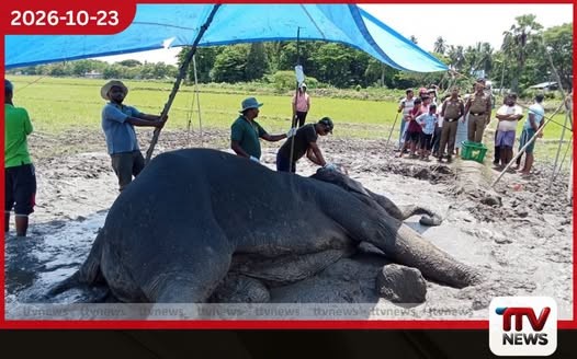 සමන්තුරේදී රෝගාතුර වූ වන අලියාගේ ජීවිතය බේරාගැනීමට අඛණ්ඩ ප්රතිකාර