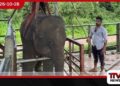 මැදවච්චිය වේවැල්කැටියේ ස්නායු ආබාධයකින් අසාධ්ය වූ අලි පැටවා උඩවලවේදී ක්රමයෙන් සුව අතට