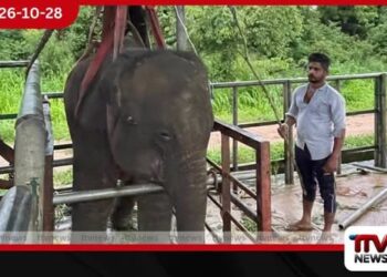 මැදවච්චිය වේවැල්කැටියේ ස්නායු ආබාධයකින් අසාධ්‍ය වූ අලි පැටවා උඩවලවේදී ක්‍රමයෙන් සුව අතට