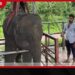 මැදවච්චිය වේවැල්කැටියේ ස්නායු ආබාධයකින් අසාධ්ය වූ අලි පැටවා උඩවලවේදී ක්රමයෙන් සුව අතට