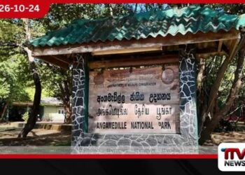අලි පැටවුන්ගේ ජීවිත රැකගැනීමට පොළොන්නරුවේ හෙක්ටයාර 15ක නව ඇත්අතුරු සෙවණක්