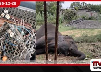 පොතුවිල් ඌරනිය ප්‍රදේශයේ වන අලියෙකු විදුලි සැර වැදී මියයාමේ සිද්ධියට ඉඩම් හිමිකරු රිමාන්ඩ්